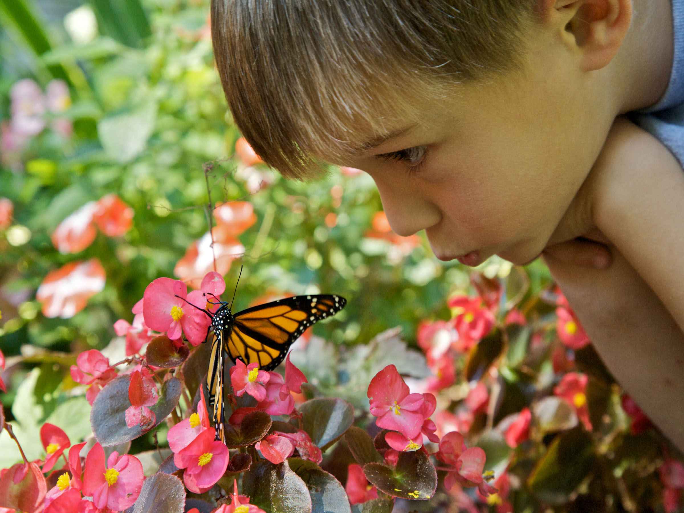 Наблюдать за бабочкой. Цветы для детей. Дети с цветами. Насекомые для детей.